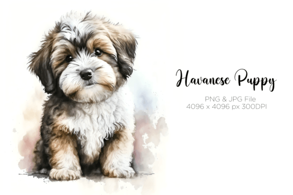 Havanese Puppy Watercolor Portrait for Illustrations
