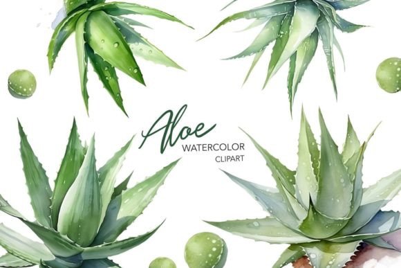 Watercolor Aloe Clipart: An Embroidery Designer’s Review