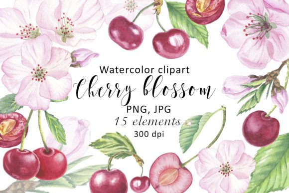 Watercolor Clipart Cherry Flower Blossom Illustrations