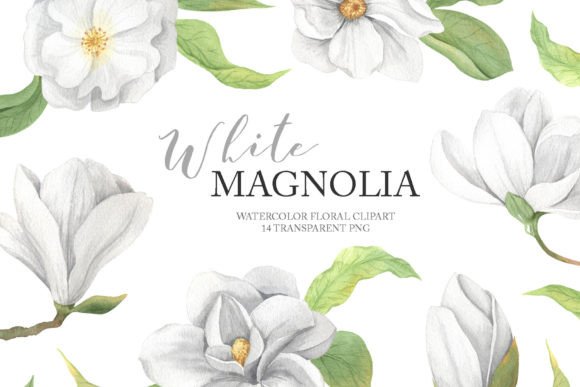 Watercolor Magnolia Flower Clipart PNG Illustrations