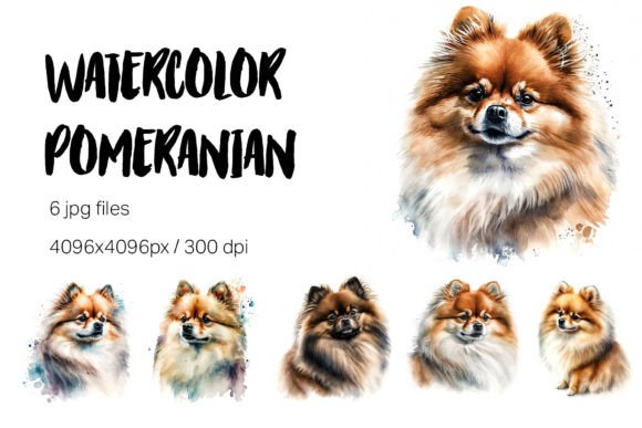 Watercolor Pomeranian Portrait Clipart Illustrations