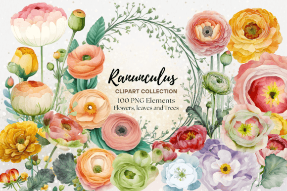 Watercolor Ranunculus Illustrations for Branding