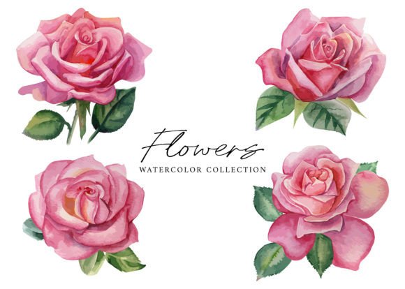 Watercolor Rose Flower Collection Png: Editorial Illustrations